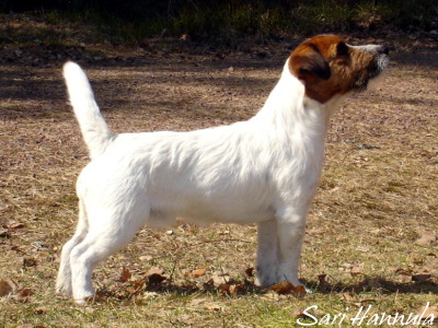 4 Beaconway Procycon.JPG - Inkan isä / Inka's sire Prosit (Beaconway Procycon)